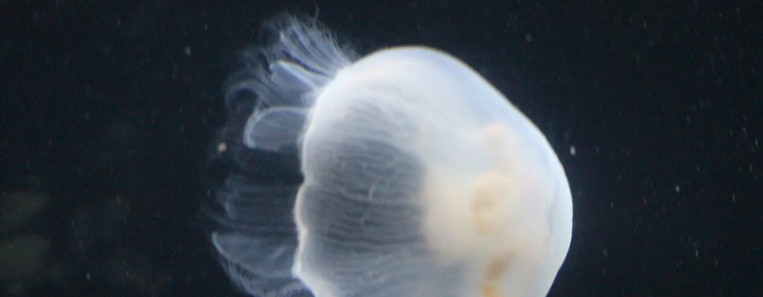 Marinarium Concarneau