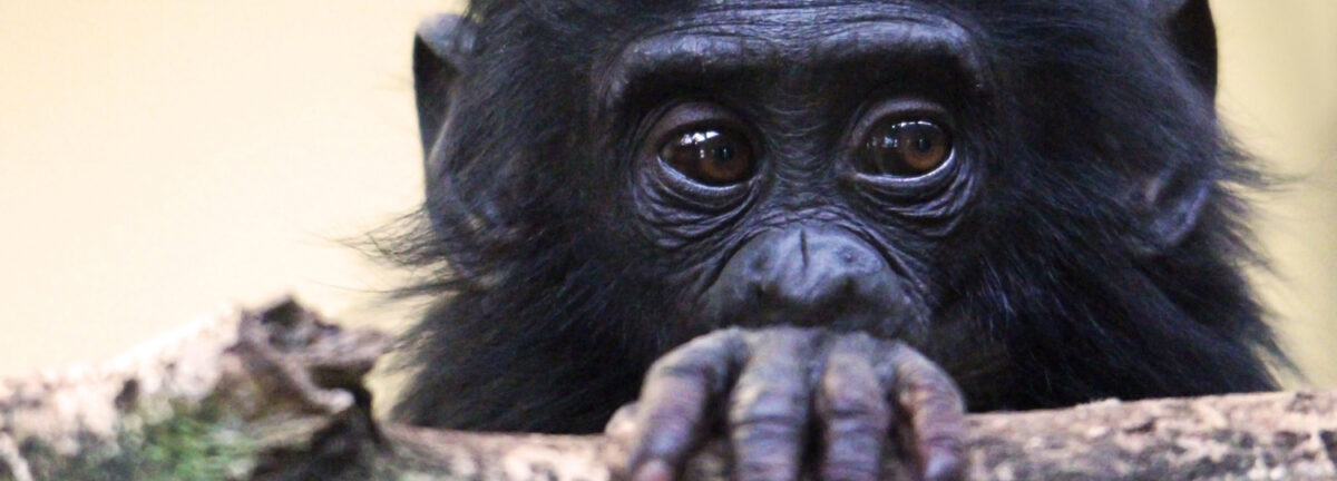 vallee des singes in romagne, vienne