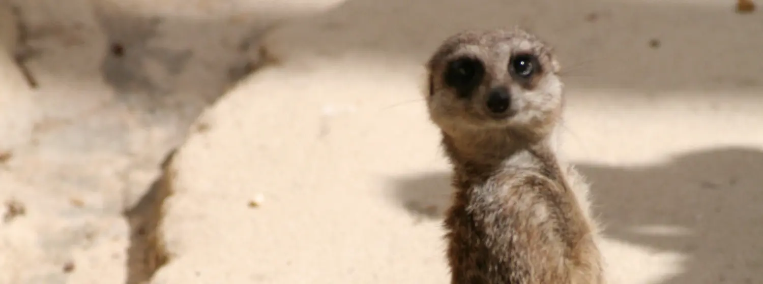 Zoo Labenne