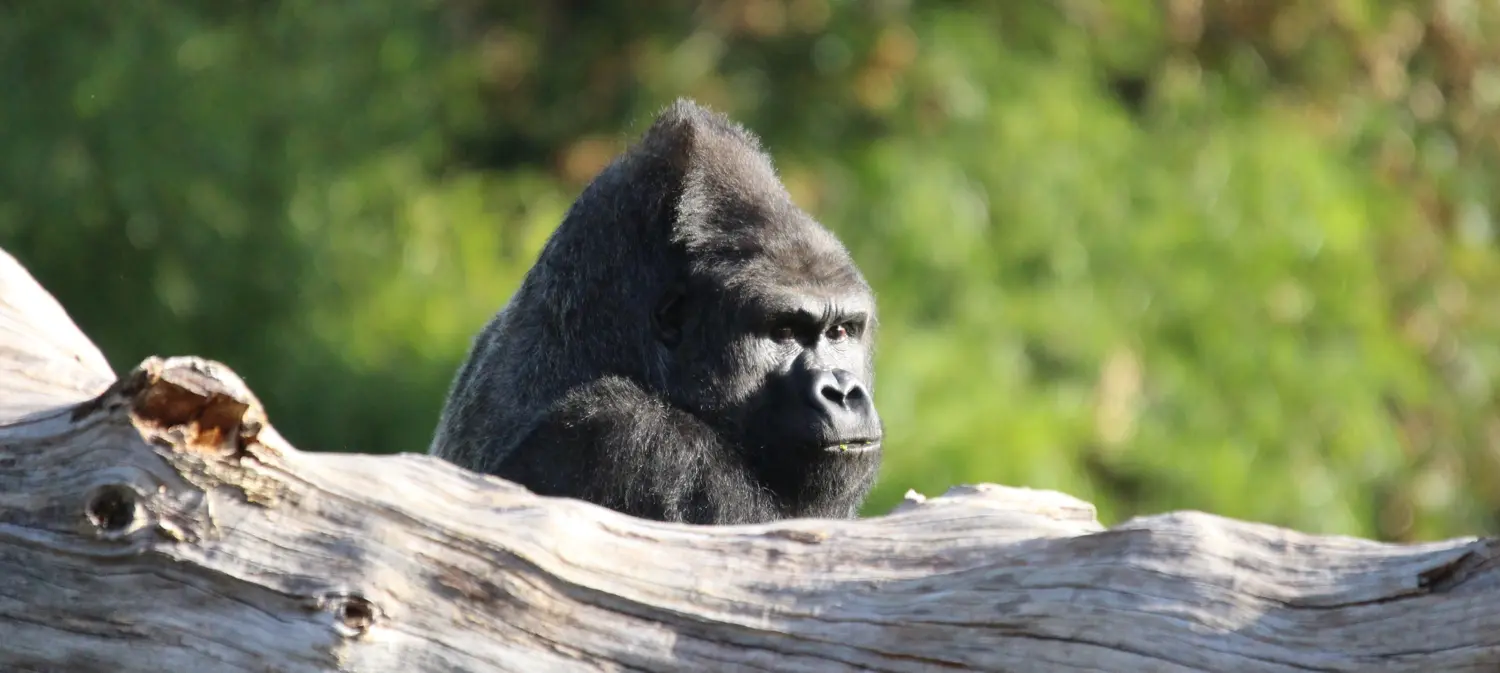 zoo en france et en Europe