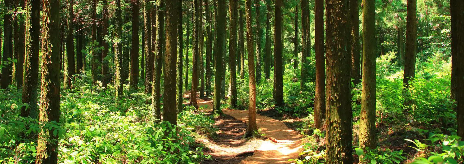 forêts de france