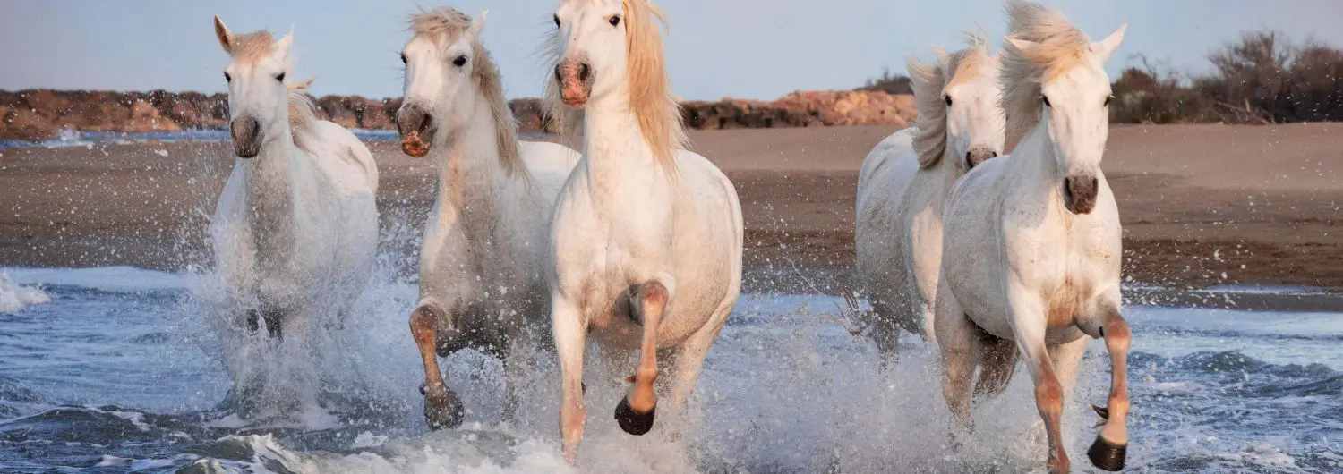 camargue