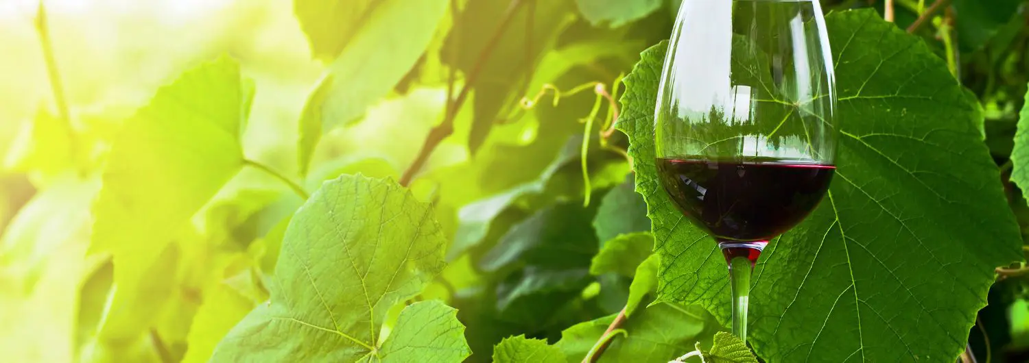 vins de loire