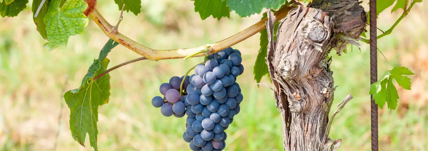 roussillon wines