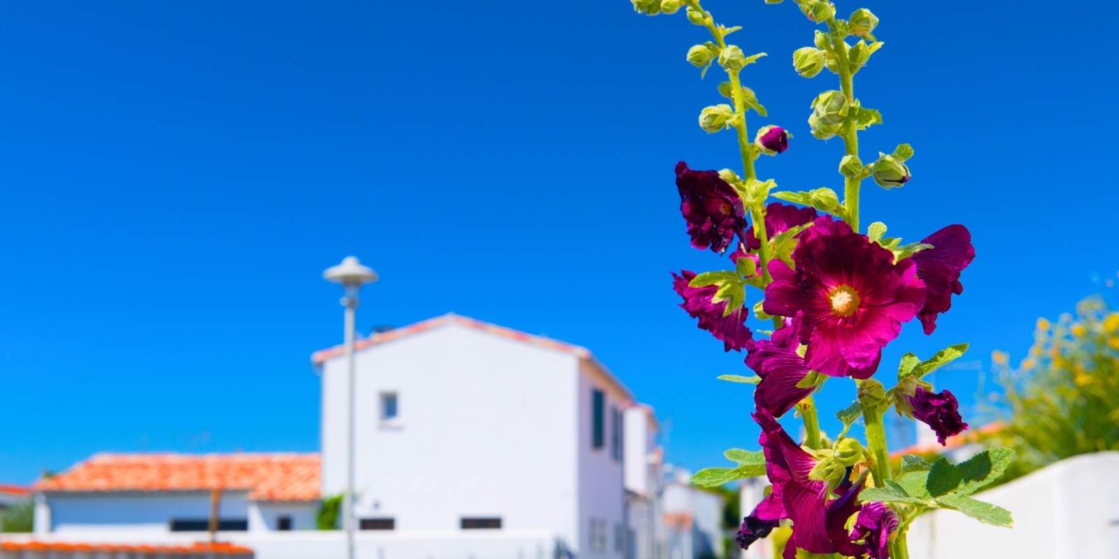 ile de re bed and breakfast
