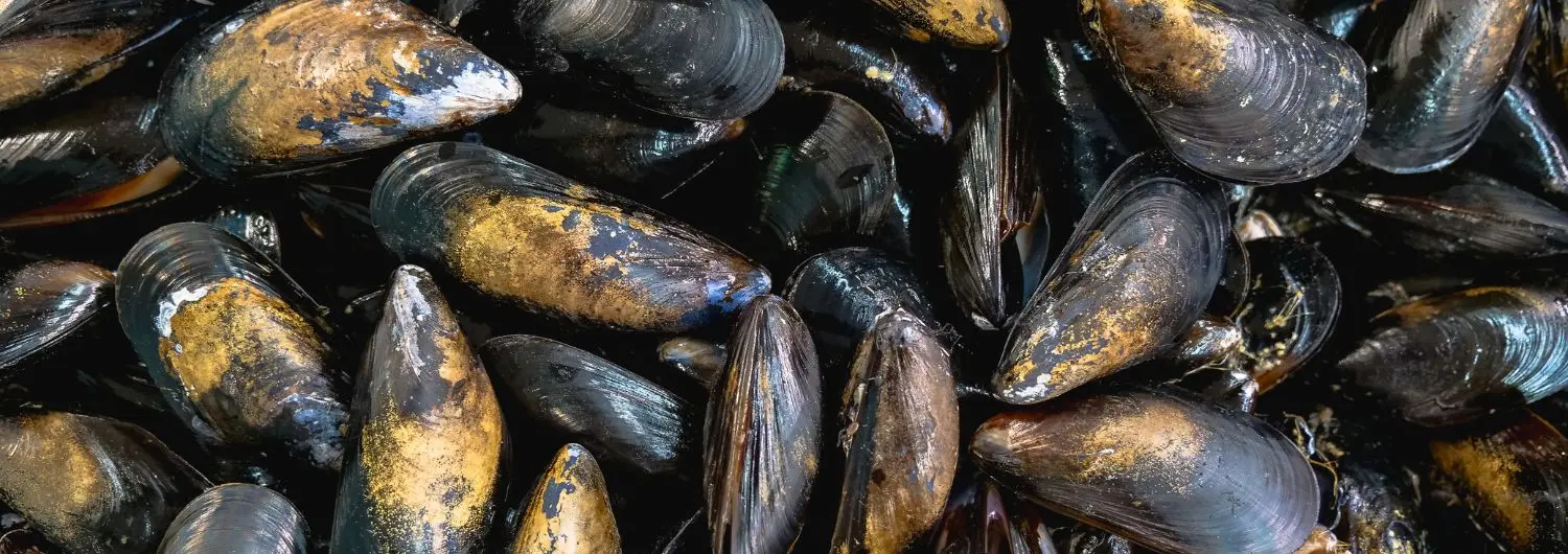Moules marinières